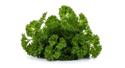 Fresh Curly Parsley Bunch Isolated on White Background