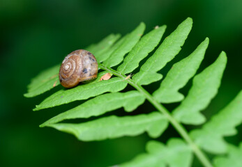 A close-up view of a brown snail crawling a geometric pattern of shrub leaves