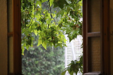 Rainy day window