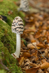 Magpie inkcap,  Coprinopsis picacea