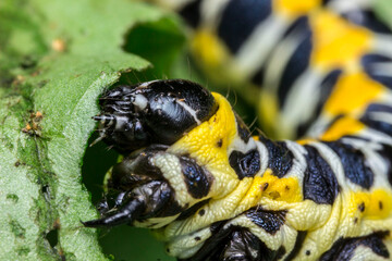 caterpillar of the cabbage butterfly. colorful detailed macro photograph of an insect in the wild. close-up. space for text. screensaver. bokeh
