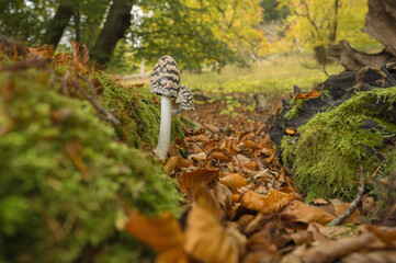 Magpie inkcap,  Coprinopsis picacea