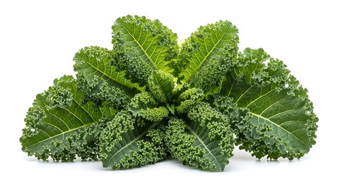 Fresh Curly Kale Leafy Green Vegetable