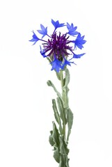 Pretty flower of the mountain knapweed plant, Cyanus semidecurrens, Centaurea cyanifolia. Cyanus montanus, studio photo isolated on white background