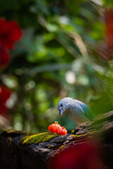 Blue-gray Tanager Eating Pitanga Fruit