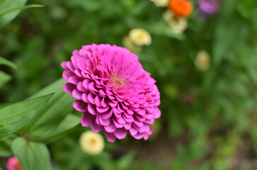 ピンク色のジニア