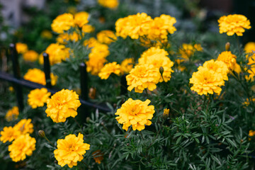 Bright yellow marigold flowers bloom vibrantly in a garden setting during a sunny day