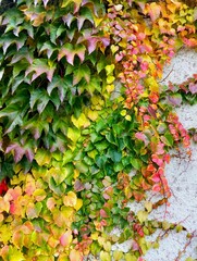 Kletterpflanze in herbstlichen Farben