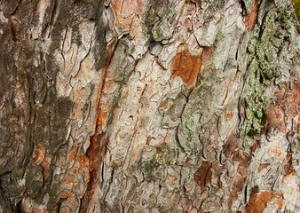 Rinde eines Kastanienbaums