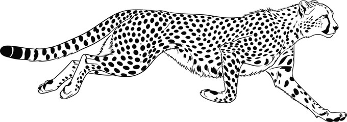 Cheetah running feline predator speed wildlife animal mammal hunter fast spots wild nature african safari carnivore
