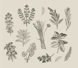 Vintage botanical herbs illustration set hand-drawn culinary plants and garden herbs collection