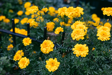 Obraz premium Bright yellow marigold flowers blooming by a black iron fence in a garden during early spring mornings