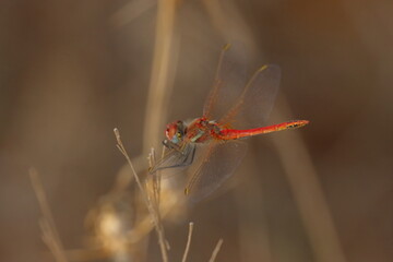 Red dragonfly sitting on a blade of grass in the morning sun