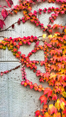 brightly colored autumn leaves on the gray wall