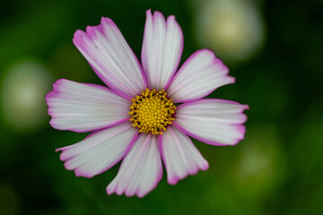 Gros plan sur une fleur cosmos 