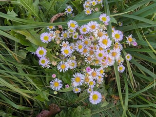 flowers in the garden