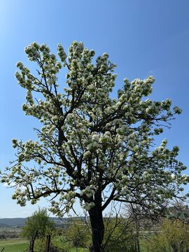 A majestic spring tree covered in white blossoms stands tall under a bright blue sky, symbolizing renewal, peace, and the timeless beauty of nature in full bloom across the serene countryside.