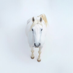A white horse shot from above