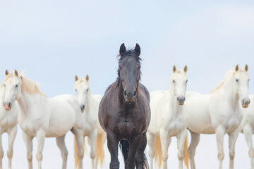 a black horse among a group of white horses
