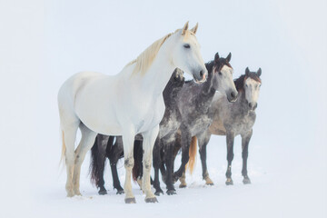 a white horse among a group of black horses