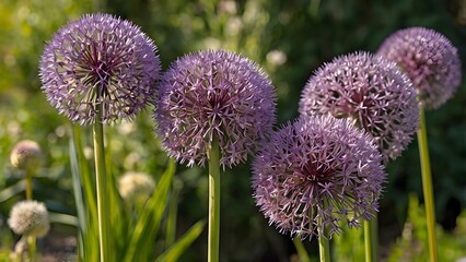 Striking allium flowers with large spherical clusters of purple blooms on tall slender stems, standing gracefully in soft sunlight
