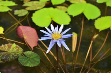 紫色のスイレン