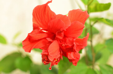 赤いハイビスカス