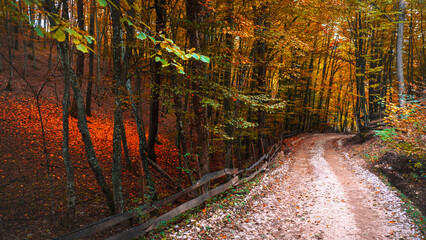 Autumn forest path covered with colorful leaves, warm sunlight glowing through golden trees creating peaceful natural scenery