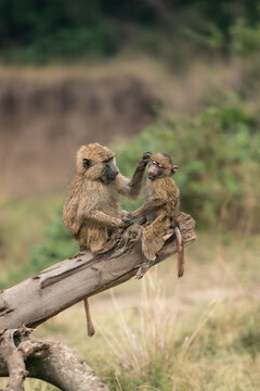 Affection in the Wild