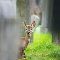 Obraz premium Deers at the central cemetery in vienna