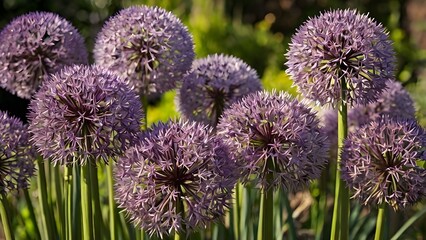 Striking allium flowers with large spherical clusters of purple blooms on tall slender stems down the sun
