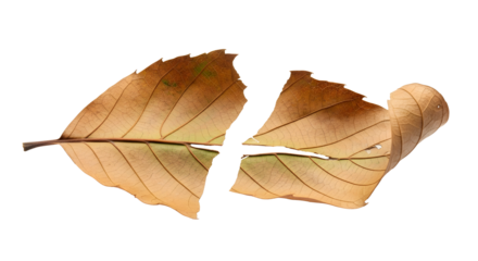 Dry brown leaf cut in half isolated on transparent background, autumn concept , ai generated image