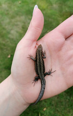 Female hand with a manicure holding a lizard on nature background. Small lizard in hand. 