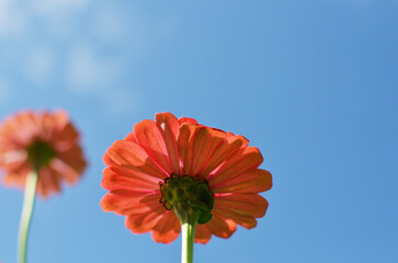 赤いジニアと空