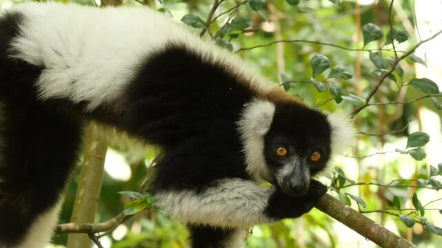 Lemur vari, Varecia variegata, lying on a branch looking sleepy around, close 3