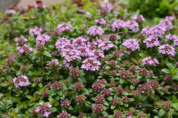 クリーピングタイム