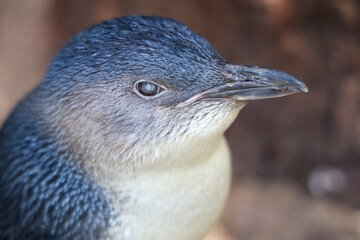 Close up head the Fairy penguin or blue penguin is so cute and local animal in phillip island,Australia