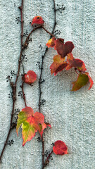 brightly colored autumn leaves on the gray wall