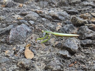 green praying mantis