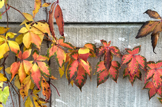 brightly colored autumn leaves on the gray wall