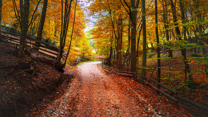 Curved dirt road through colorful autumn forest surrounded by wooden fences and glowing foliage in warm sunlight