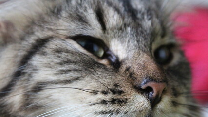 close up of a cat