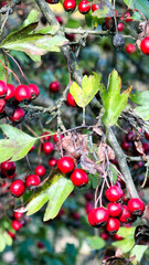 brightly colored autumn leaves on the gray wall