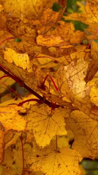 brightly colored autumn leaves slowly sway on the wind