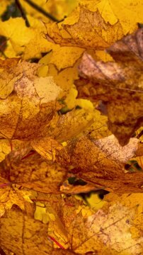 brightly colored autumn leaves slowly sway on the wind