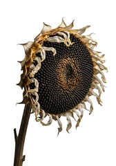 A single, withered sunflower head with fragile, faded cream petals and a dark, fissured seed disc, isolated on a seamless transparent background with dramatic side lighting, concept of natural decay