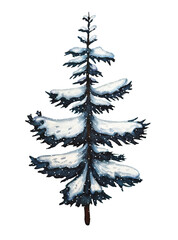 Hand drawn snowy blue spruce. Christmas decor. Watercolor illustration.