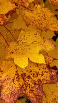brightly colored autumn leaves slowly sway on the wind