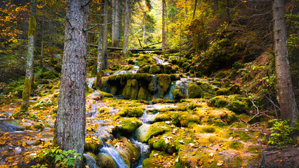 Autumn forest stream flowing over moss-covered rocks under warm sunlight surrounded by golden foliage and peaceful nature