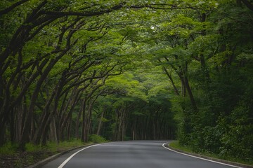 Tree tunnel road green nature forest path outdoors scenic drive
